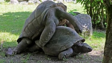 Curieuse Adası 'ndaki (Seyşeller Adası' ndaki Praslin Adası 'nın başarılı bir vahşi kaplumbağa koruma programına ev sahipliği yapan) dev Aldabra kaplumbağası (Aldabrachelys gigantea).
