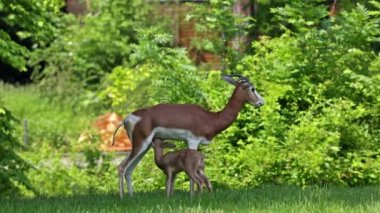 Dama ceylanı, Gazella dama mhorr ya da mhorr ceylanı. Anne ve bebek. Bu bir ceylan türü. Afrika 'da Sahra Çölü' nde ve Sahel 'de yaşıyor..