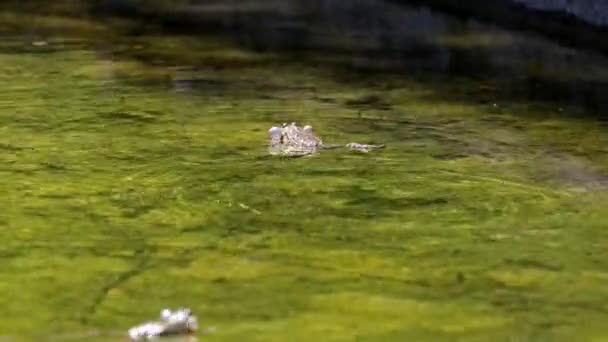 Rana Común Rana Temporaria Reptil Único Que Cruza Agua También — Vídeos de Stock