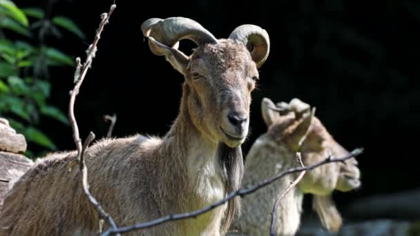 Türkmen Markhor Capra Falconeri Heptneri Türün Adı Boynuz Şeklinden Geliyor — Stok video