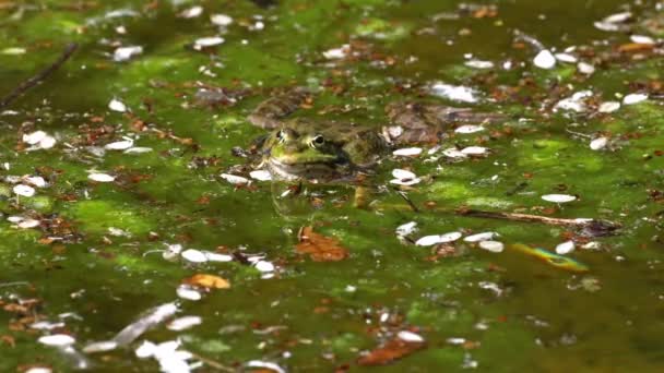 Common Frog Rana Temporaria Single Reptile Croaking Water Also Known — Stock Video