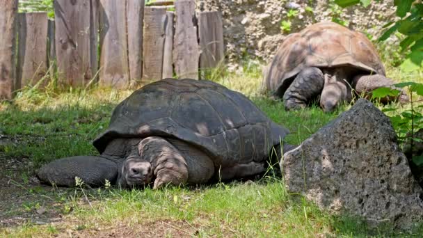 Reuzenschildpad Van Aldabra Aldabrachelys Gigantea Curieuse Eiland Het Gebied Van — Stockvideo