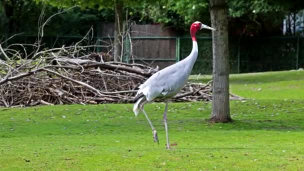 Sarus Crane Grus Antigone Large Non Migratory Crane Found Parts — Stock Video