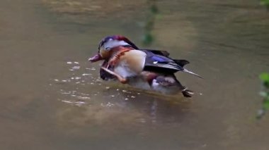 Mandarin ördeği (