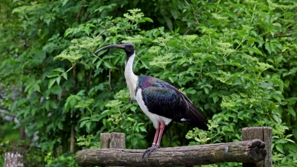 Threskiornis Spinicollis Est Oiseau Famille Des Threskiornithidae Ici Dans Parc — Video