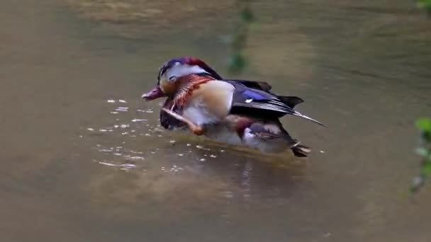 Bebek Mandarin Aix Galericulata Adalah Spesies Bebek Bertengger Yang Ditemukan — Stok Video