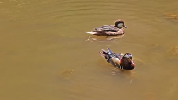 Die Mandarinenente Aix Galericulata Ist Eine Ostasien Vorkommende Sitzenten Art — Stockvideo