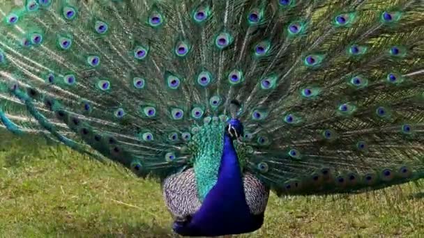 Die Indische Pfaueneule Oder Blaue Pfaue Pavo Cristatus Ist Ein — Stockvideo