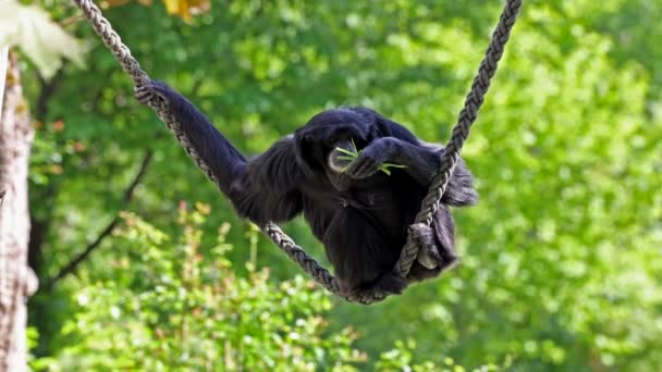 Siamang Symphalangus Syndactylus Egy Fás Fekete Szőrű Gibbon Őshonos Erdők — Stock videók