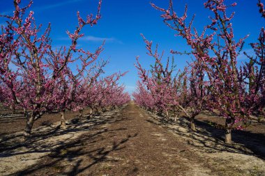 Cieza 'da şeftali çiçeği, Mirador El Horno ile La Macetua arasında meyve bahçeleri. Murcia bölgesindeki Cieza 'da çiçek açan şeftali ağaçlarının fotoğrafları. Şeftali, erik ve nektarin ağaçları. İspanya