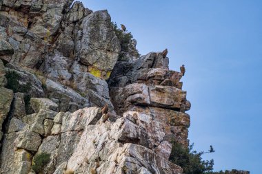 Griffon akbabaları, Gyps fulvus Monfrague Ulusal Parkı 'nda Salto del Gitano' da uçuyor. Caceres, Extremadura, İspanya.