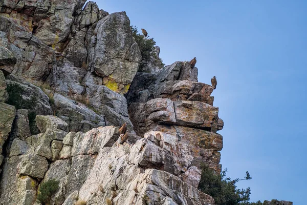 Gänsegeier Gyps Fulvus Fliegen Den Salto Del Gitano Monfrague Nationalpark — Stockfoto