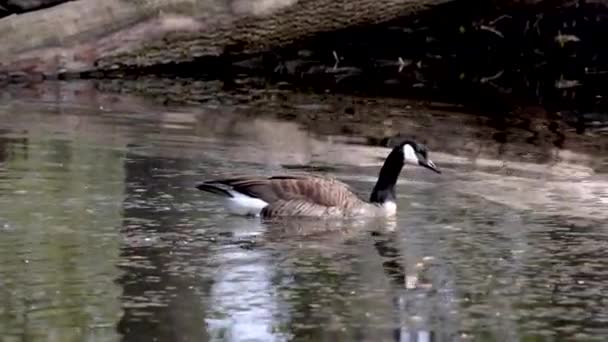 Канадская Goose Branta Cansis Находится Озере Недалеко Мюнхена Германии Гусь — стоковое видео