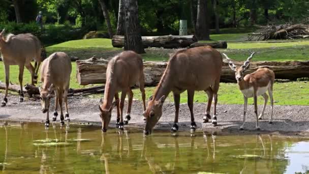 Indian Blackbuck Antelope Cervicapra Indian Antelope Inhabits Grassy Plains Slightly — Stock Video