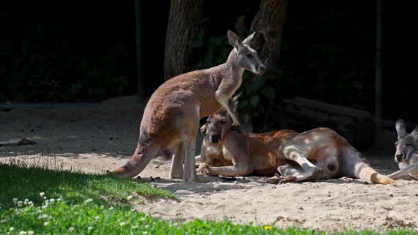 Rode Kangoeroe Macropus Rufus Grootste Van Alle Kangoeroes Grootste Landzoogdier — Stockvideo