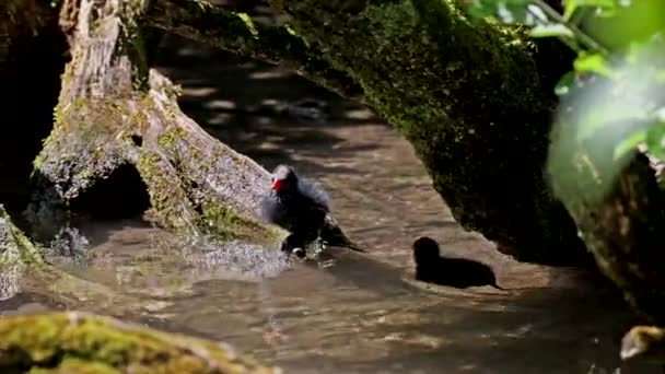 一般的なムーア人のガリンラ クロループ 英語版 沼の鶏としても知られ 青い湖の水で泳ぐ一般的なガリンラとしても知られている — ストック動画