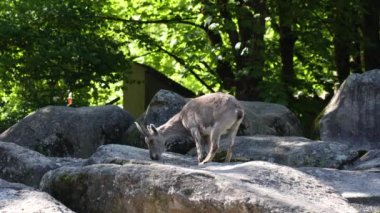 Alman parkındaki bir kayanın üzerinde oturan dağ keçisi ya da kapra dağ keçisi.
