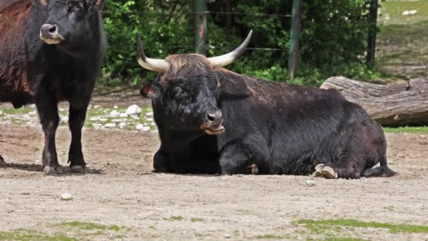 Baby Aurochs Heck Cattle Bos Primigenius Taurus Стверджували Схожі Вимерлі — стокове відео