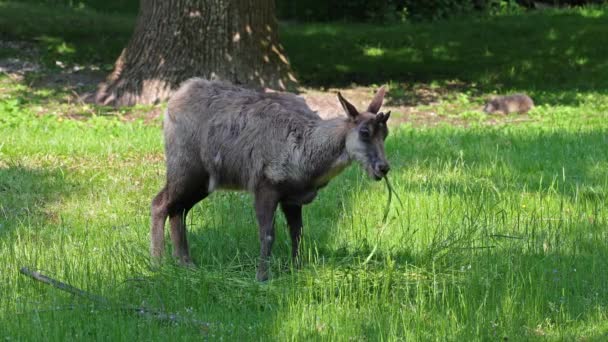 Apeninos Gamuza Rupicapra Pyrenaica Ornata Vive Parque Nacional Abruzos Lacio — Vídeo de stock