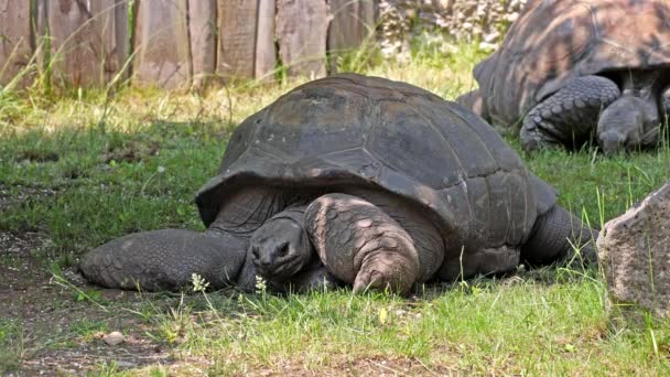 Aldabra Giant Tortoise Aldabrachelys Gigantea Curieuse Island Site Successful Wild — Stock Video