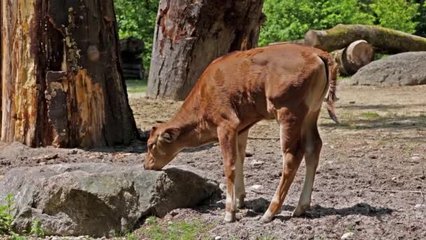 Bovino Heck Bos Primigenius Taurus Afirmó Parecerse Los Auroquios Extintos — Vídeos de Stock