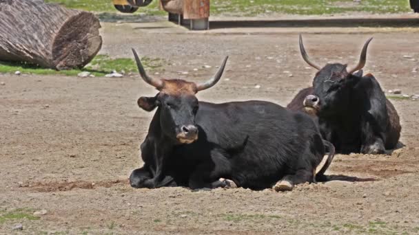 Heck Rinder Bos Primigenius Taurus Behaupteten Den Ausgestorbenen Auerochsen Ähneln — Stockvideo