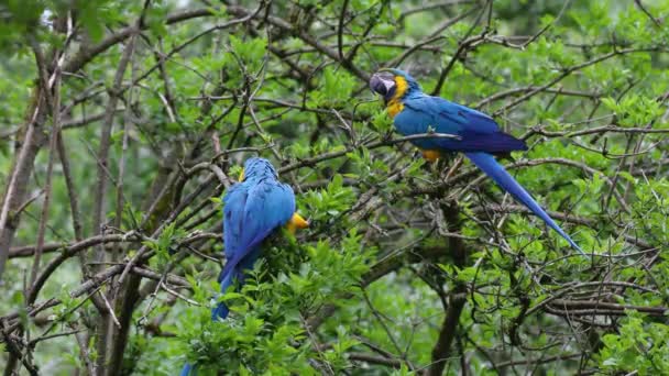 Niebiesko Żółty Macaw Ara Ararauna Znany Również Jako Niebiesko Złoty — Wideo stockowe