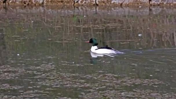 Merganser Goosander Mergus Merganser Berenang Danau Kleinhesseloher Taman Inggris Munich — Stok Video