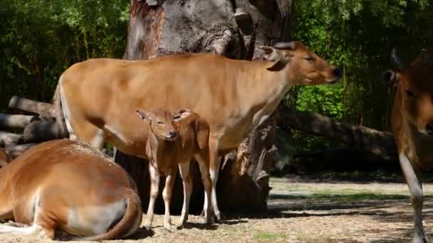 Familie Von Banteng Bos Javanicus Oder Red Bull Ist Eine — Stockvideo