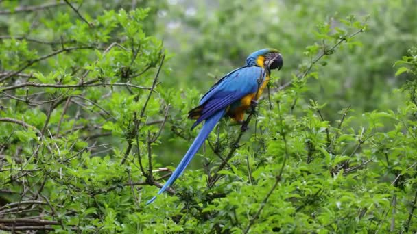 Niebiesko Żółty Macaw Ara Ararauna Znany Również Jako Niebiesko Złoty — Wideo stockowe