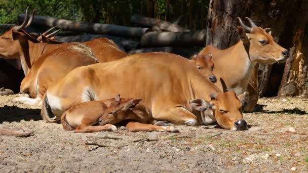 Banteng Bos Javanicus或Red Bull的家族 它是一种野生牛 但有一些与牛和野牛不同的主要特征 雄性和雌性的白色带底部 — 图库视频影像