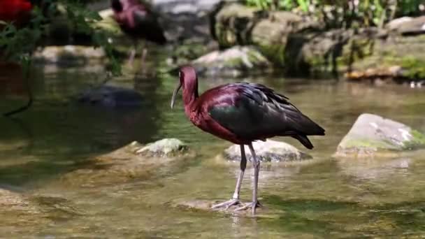 Der Glossy Ibis Plegadis Falcinellus Ist Ein Watvogel Aus Der — Stockvideo