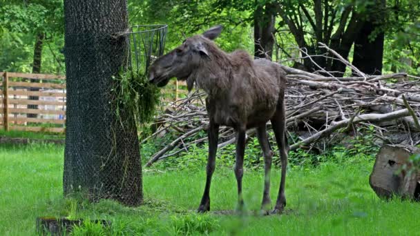ムースまたはエルク アルスアルスは鹿の家族の中で最大の現存種です ムースは雄の広さ 平らさ または掌状の角で区別される — ストック動画