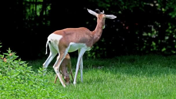 Gazelle Dama Gazella Dama Mhorr Mhorr Gazelle Mère Avec Bébé — Video