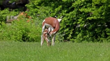 Dama ceylanı, Gazella dama mhorr ya da mhorr ceylanı. Anne ve bebek. Bu bir ceylan türü. Afrika 'da Sahra Çölü' nde ve Sahel 'de yaşıyor..