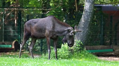 Geyik ya da geyik, Alces Alces geyik familyasındaki en büyük türdür. Geyikler, erkeklerin geniş, düz ya da palmat boynuzlarıyla ayırt edilir..