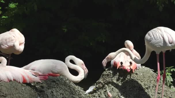 Amerikaanse Flamingo Caribische Flamingo Phoenicopterus Ruber Flamingo Zijn Enige Niet — Stockvideo