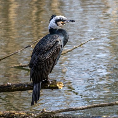 Kuzey yarımküre boyunca büyük siyah karabatak olarak bilinen büyük karabatak, Avustralya 'daki siyah karabatak ve Yeni Zelanda' nın daha güneyindeki siyah karabatak