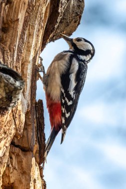 Büyük Benekli Ağaçkakan, Dendrocopos Major ormanın bir yerindeki ağacın dalında, renkli bir arka plan ve hoş yumuşak bir ışık altında oturuyor.