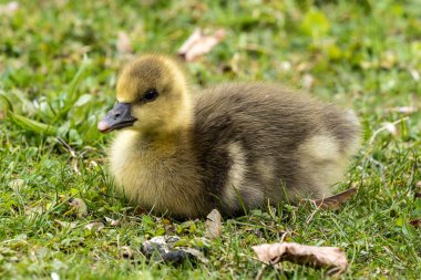 Anser anser, Anatidae familyasından bir kuş türü olan Anatidae familyasından bir kaz türü.