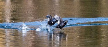 Avrasyalı ördek, Fulica atra suda koşarak birbirlerini kovalıyorlar. Avustralya ördeği olarak da bilinir, Rallidae familyasının bir üyesidir..