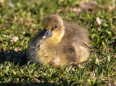 Anser anser, Anatidae familyasından bir kuş türü olan Anatidae familyasından bir kaz türü.