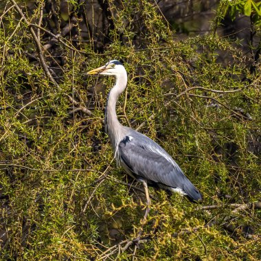 Gri balıkçıl, Ardea cinerea, balık arayan büyük gri bir kuş, tüylü tüyler, büyük gagalı, başının arkasında uzun tüyler, vahşi doğadan bir sahne.