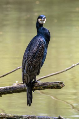 Kuzey yarımküre boyunca büyük siyah karabatak olarak bilinen büyük karabatak, Avustralya 'daki siyah karabatak ve Yeni Zelanda' nın daha güneyindeki siyah karabatak
