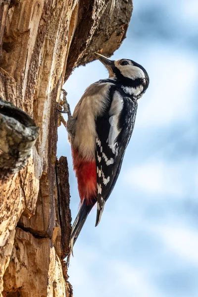 Den Stora Fläckiga Hackspett Dendrocopos Major Sitter Grenen Trädet Någonstans — Stockfoto