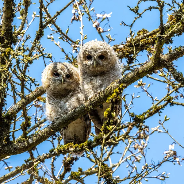 Genç Tawny Baykuşları Strix Aluco Bir Dal Üzerine Tünemiş Kahverengi — Stok fotoğraf