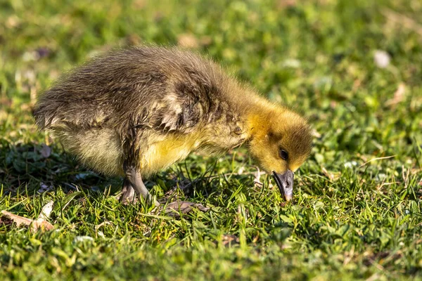 Közelről Egy Gyönyörű Sárga Bolyhos Greylag Libabőrös Baba Gosling Tavasszal — Stock Fotó