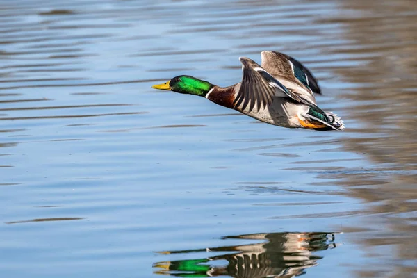 Ánade Real Anas Platyrhynchos Pato Juguetón Aquí Volando Aire Sobre — Foto de Stock