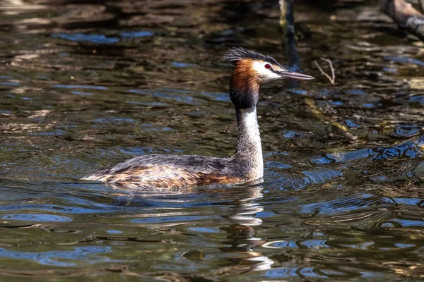 Great Crested Grebe Podiceps Cristatus Con Hermosos Colores Naranjas Pájaro — Foto de Stock