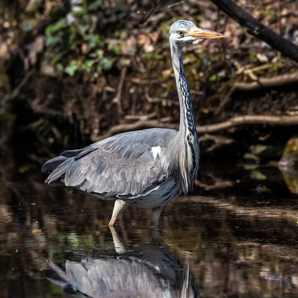 Graureiher Ardea Cinerea Ein Massiver Grauer Vogel Der Durch Einen — Stockfoto